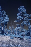 Ponderosa Pine trees in near infrared