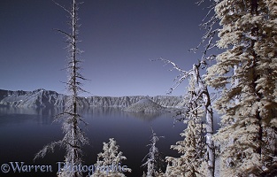 Mountain Hemlock trees and Crater Lake in near infrared