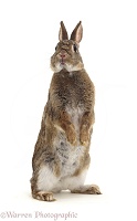 Rabbit standing up