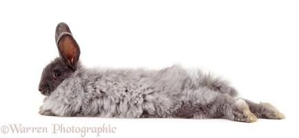 Blue Angora-cross rabbit lying stretched out