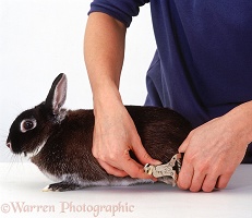 Clipping a rabbit's claws