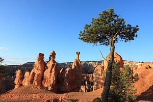 Hoodoos with balanced rocks and pine tree