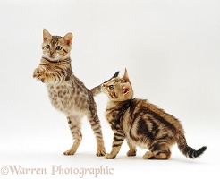 Playful Bengal kittens