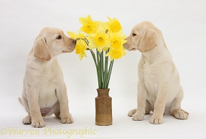 Yellow Labrador Retriever pups with daffodil flowers