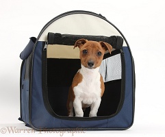 Jackahuahua pup in a dog carrier bag