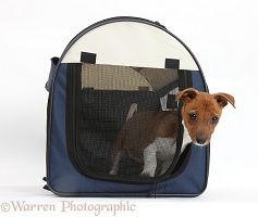 Jackahuahua pup in a dog carrier bag