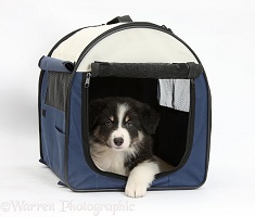Tricolour Border Collie pup in a dog carrier bag