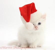 White Maine Coon-cross kitten wearing a Santa hat