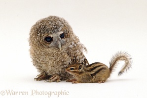 Chipmunk and Owlet