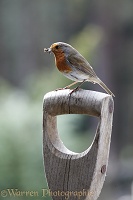 Robin with spider