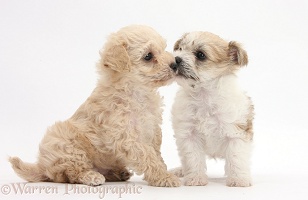 Bichon x Yorkie pups, kissing