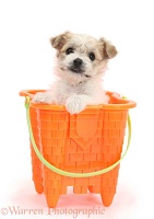 Cute Bichon x Yorkie pup in a bucket