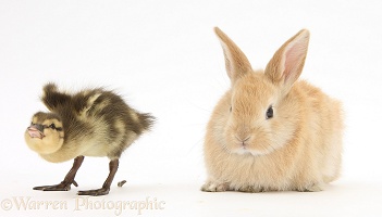 Duckling pooing at young sandy rabbit