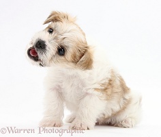 Cute playful Bichon x Yorkie pup