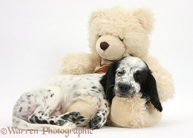 Black-and-white puppy sleeping on a teddy bear