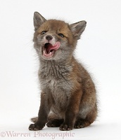 Red Fox cub licking its lips