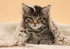 Cute tabby kitten, 6 weeks old, under a shawl