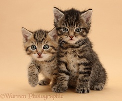 Two cute tabby kittens on beige background