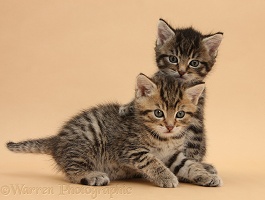 Cute tabby kittens, 6 weeks old, on beige background