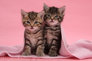 Cute tabby kittens, under a pink scarf