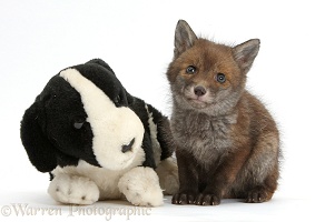 Red Fox cub and stuffed toy dog