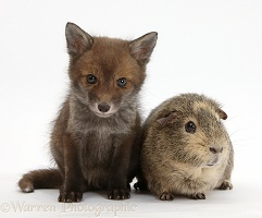 Red Fox cub and Guinea pig