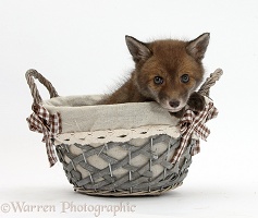 Red Fox cub in a basket