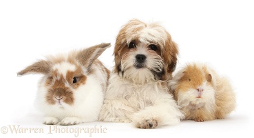 Maltese x Shih tzu pup with rabbit and Guinea pig