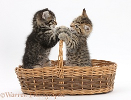 Cute playful tabby kittens, 6 weeks old, in a wicker basket