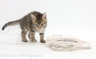 Tabby kitten suspiciously eyeing a telephone