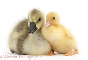 Yellow gosling and duckling together