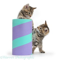 Two cute tabby kittens playing with a tube