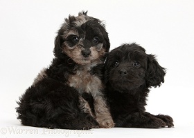 Black and black-and-grey merle Daxiedoodle pups