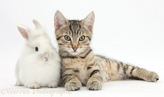 Tabby kitten with baby white rabbit