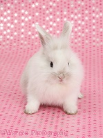 Cute baby white bunny, sitting on starry background