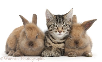 Tabby kitten with baby rabbits