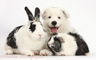 Border Collie pup with rabbit and Guinea pig