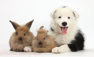 Border Collie pup with baby bunnies