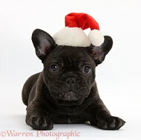Dark brindle French Bulldog pup wearing a Santa hat