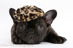 Dark brindle French Bulldog pup wearing a hat