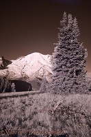 Mount Rainier photographed in near infrared