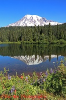 Mount Rainier reflected in a lake