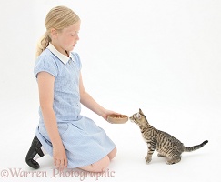 Girl giving a tabby kitten some food