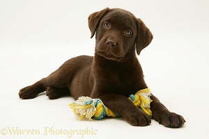 Chocolate Labrador Retriever pup with ragger toy