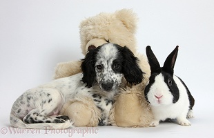 Black-and-white puppy, teddy bear and rabbit