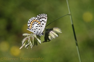 Chequered Blue butterfly