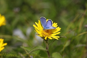 Idas Blue butterfly