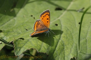 Large Copper butterfly female