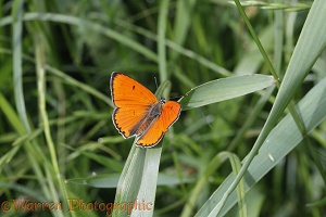 Large Copper butterfly male