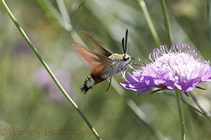 Olive Bee Hawkmoth